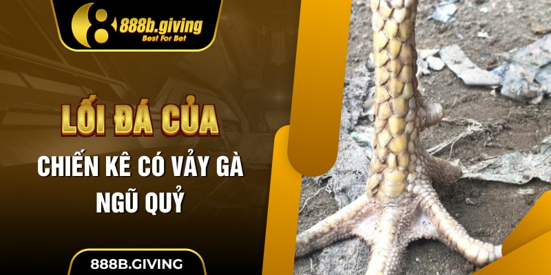 Lối đá của chiến kê có Vảy Gà Ngũ Quỷ