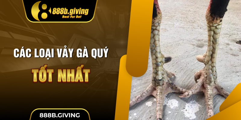 Các loại vảy gà quý tốt nhất