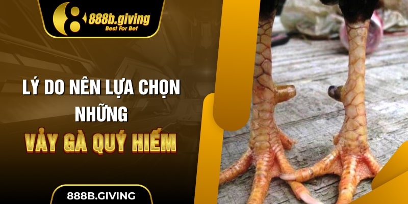 Lý do nên lựa chọn những vảy gà quý hiếm