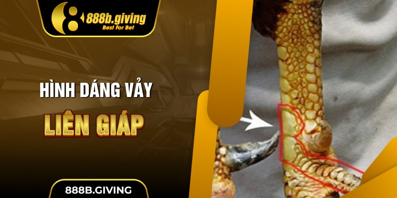 Hình dáng Vảy Liên Giáp
