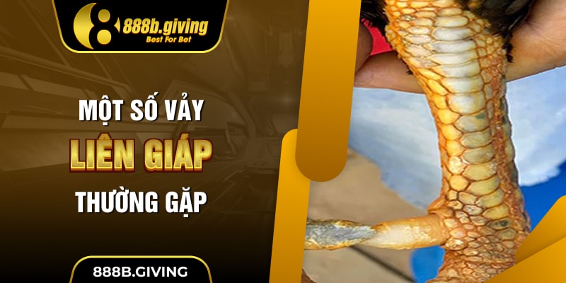 Một số Vảy Liên Giáp thường gặp