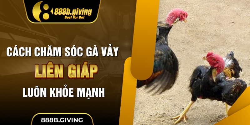 Cách chăm sóc gà Vảy Liên Giáp luôn khỏe mạnh
