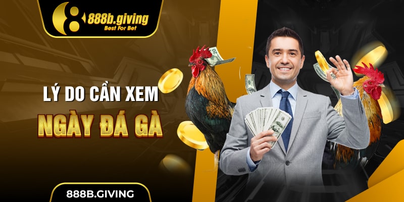 Lý do cần xem ngày đá gà